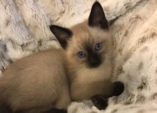 Southern Traditional Siamese and Balinese Kittens for Sale